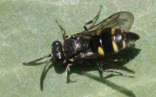 Nysson sp.